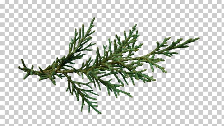 Christmas Tree Spruce Branch PNG, Clipart, Bisou, Branch, Christmas, Christmas Tree, Conifer Free PNG Download