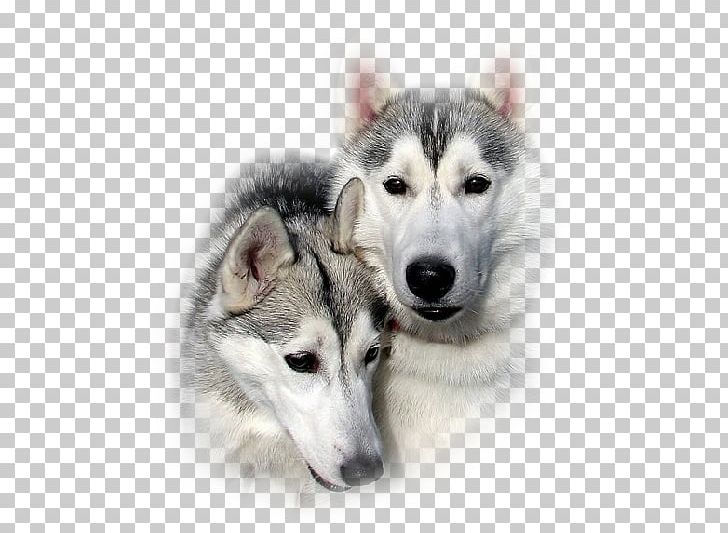 Dog Digital PNG, Clipart, Alaskan Klee Kai, Animals, Carnivoran, Desktop Wallpaper, Digital Image Free PNG Download