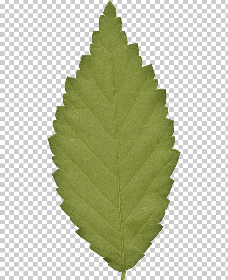 Leaf Green Gratis PNG, Clipart, Background Green, Color, Data Compression, Download, Euclidean Vector Free PNG Download