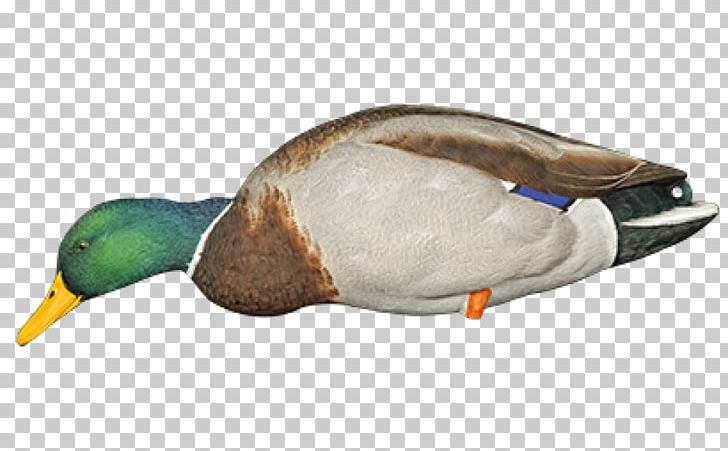 Mallard Duck Decoy Bird PNG, Clipart, American Black Duck, Animals, Anseriformes, Avian, Beak Free PNG Download