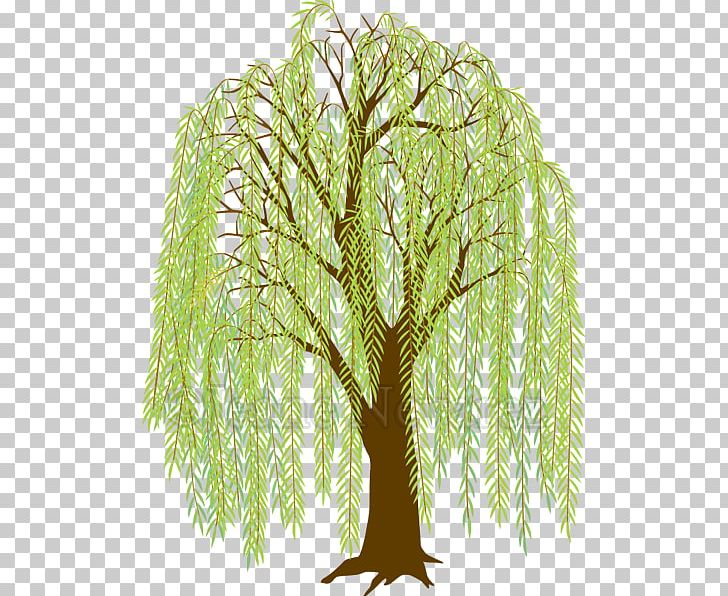 Weeping Willow Drawing Tree PNG, Clipart, Art, Branch, Cartoon, Creeper