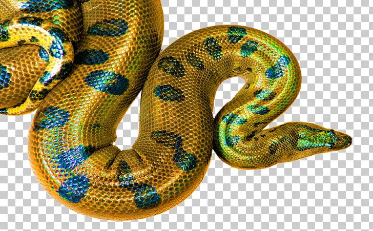 Boa Constrictor Desktop Display Resolution High-definition Television PNG, Clipart, 4k Resolution, Boa Constrictor, Boas, Colubridae, Computer Monitors Free PNG Download