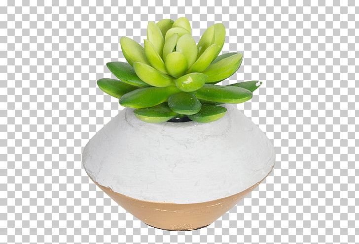 Flowerpot Succulent Plant Cactaceae Gold PNG, Clipart, Bimbo Gift Shop, Cactaceae, Ceramic, Concrete, Cushion Free PNG Download