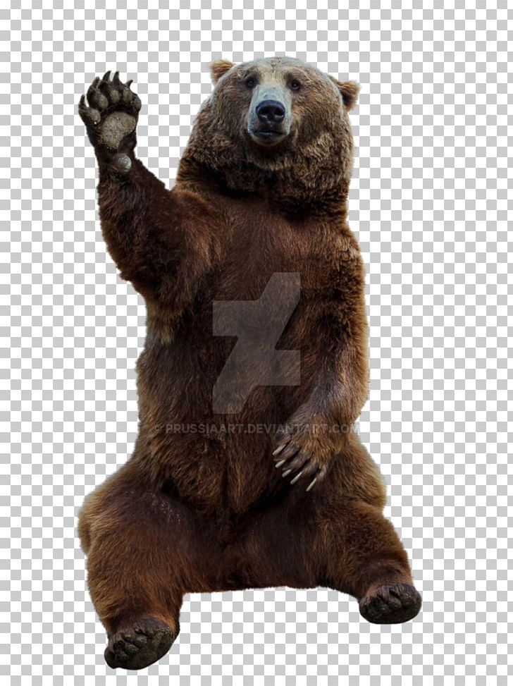 Grizzly Bear Brown Bear PNG, Clipart, Animal, Animals, Bear, Brown Bear, Carnivora Free PNG Download