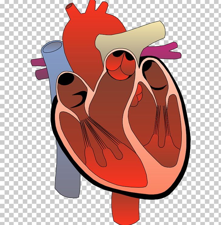 Heart Medicine Computer Icons PNG, Clipart, Anatomy, Art, Cardiology, Cartoon, Chicken Free PNG Download