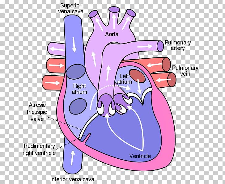 pulmonary veins clipart