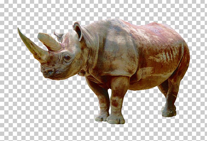 Rhinoceros Icon PNG, Clipart, Animal, Animals, Black Rhinoceros, Cartoon Rhino, Commercial Use Rhino Free PNG Download