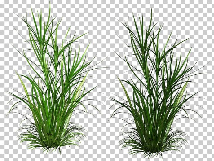 Scutch Grass Weed Ornamental Grass PNG, Clipart, Aquarium Decor, Cannabis, Chrysopogon Zizanioides, Commodity, Common Couch Free PNG Download