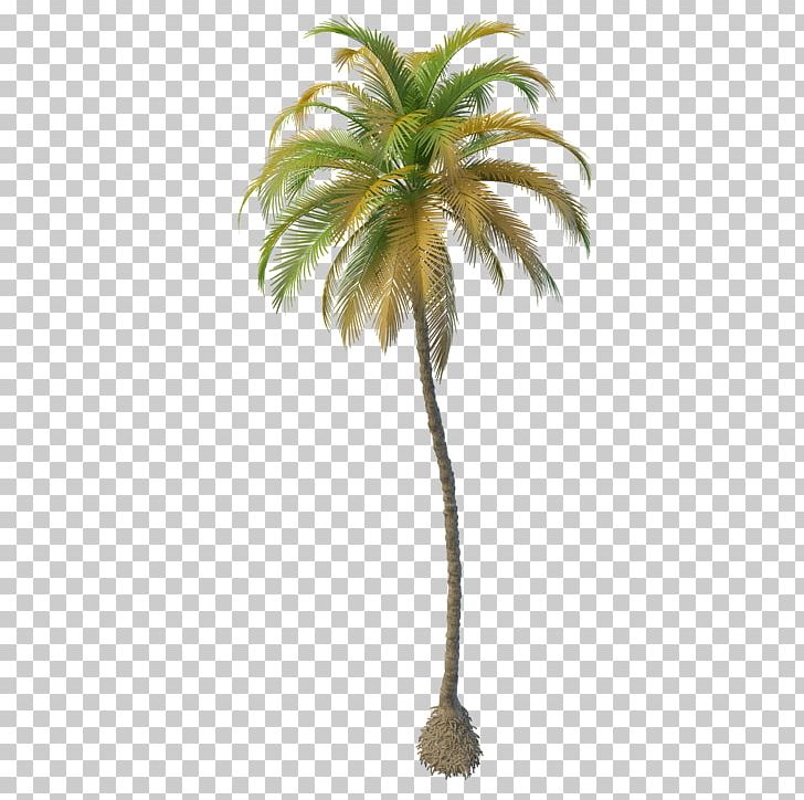 Arecaceae Coconut Oil Tree PNG, Clipart, Arecaceae, Arecales, Artificial Flower, Asian Palmyra Palm, Borassus Flabellifer Free PNG Download