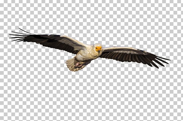 Egyptian Vulture Bald Eagle Shutterstock Stock Photography PNG, Clipart,  Free PNG Download