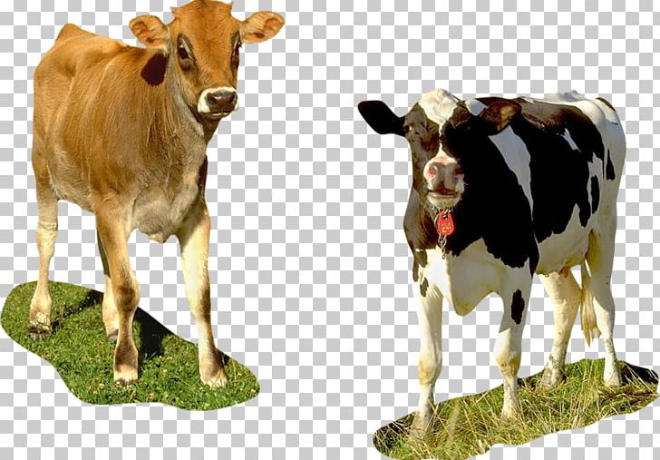 Taurine Cattle Calf Dairy Cattle PNG, Clipart, Advertising, Animals, Bovinae, Bull, Bulls And Cows Free PNG Download