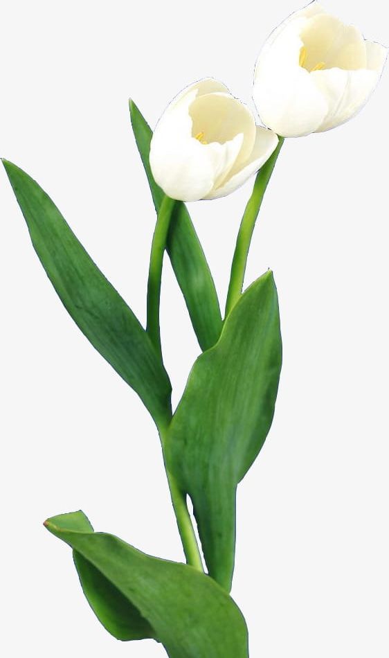 White Tulips PNG, Clipart, Flower, Grass, Holland, Holland Flower, Kind Free PNG Download