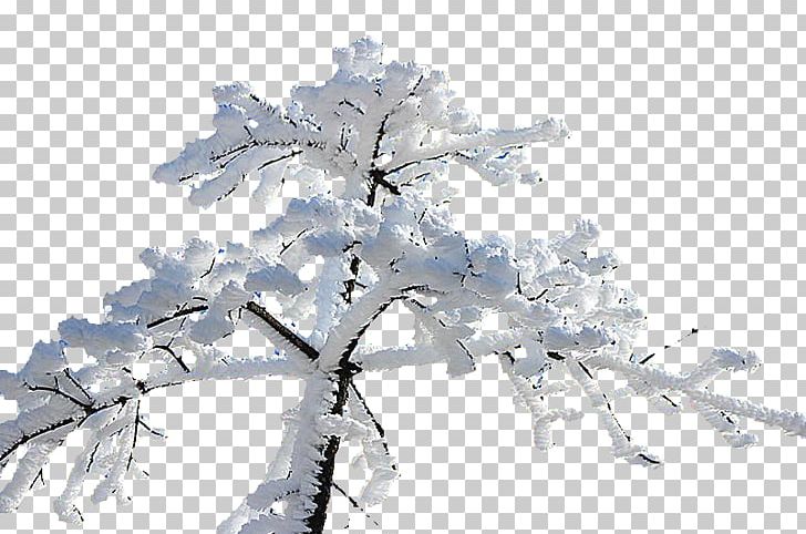 Winter PNG, Clipart, Branch, Branches, Button, Cherry Blossom, Creative Free PNG Download