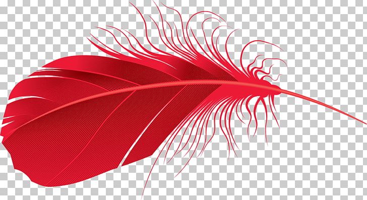 Feather PNG, Clipart, Feather Free PNG Download