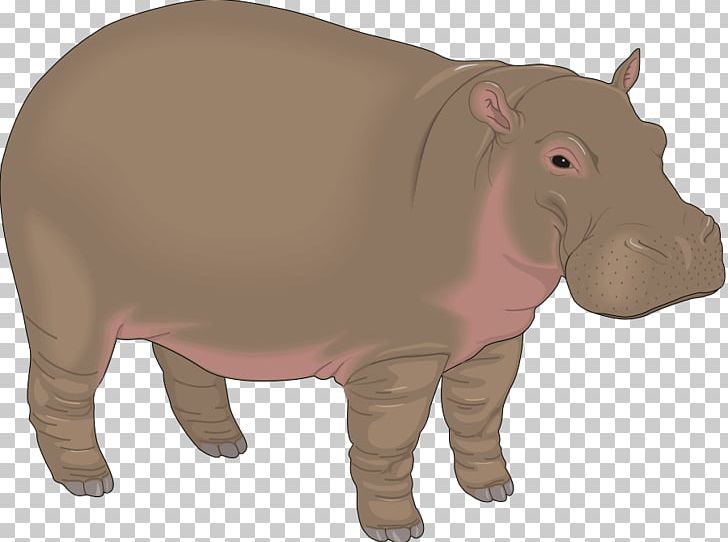 Hippo PNG, Clipart, Hippo Free PNG Download