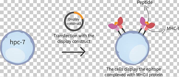 Major Histocompatibility Complex Epitope T-cell Receptor MHC Class I T Cell PNG, Clipart, Area, Brand, Cell, Circle, Dendritic Cell Free PNG Download