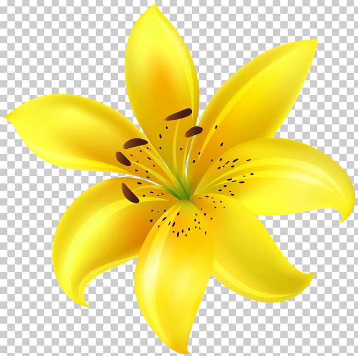Yellow Petal Cut Flowers PNG, Clipart, Clip Art, Clipart, Closeup, Cut Flowers, Family Free PNG Download
