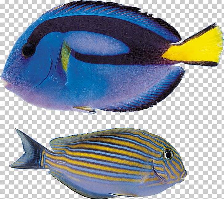 Computer Icons PNG, Clipart, 3d Computer Graphics, Cobalt Blue, Computer Icons, Coral Reef Fish, Electric Blue Free PNG Download