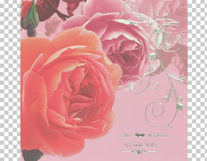 Garden Roses Cabbage Rose Floribunda Greeting & Note Cards Floral Design PNG, Clipart, Floral Design, Floribunda, Floristry, Flower, Flower Arranging Free PNG Download