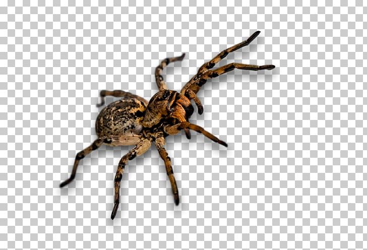 Insects & Spiders Portable Network Graphics PNG, Clipart, Arachnid, Araneus, Arthropod, Desktop Wallpaper, Download Free PNG Download