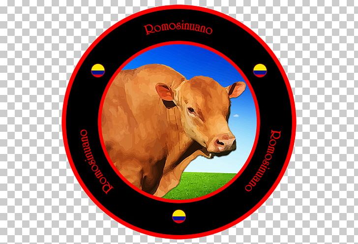 Romosinuano Cattle Blanco Orejinegro Caqueteño Hartón Del Valle Bovinae PNG, Clipart, Animal, Bovinae, Cattle, Cattle Like Mammal, Colombia Free PNG Download