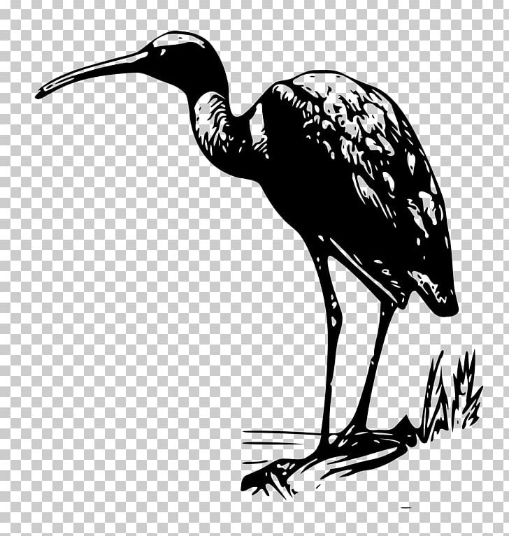 Bird Ibis PNG, Clipart, American White Ibis, Animals, Beak, Bird, Bird Of Prey Free PNG Download