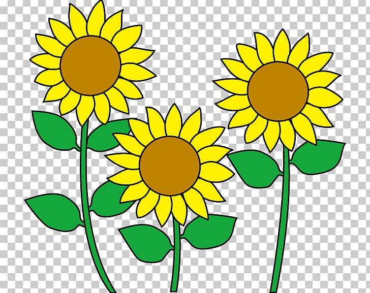 Common Sunflower PNG, Clipart, Artwork, Aug, Black And White, Cartoon, Common Sunflower Free PNG Download