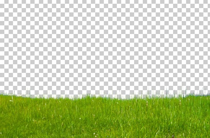 Lawn Field Green Land Lot Grassland PNG, Clipart, Agriculture, Art, Clip, Crop, Ecoregion Free PNG Download