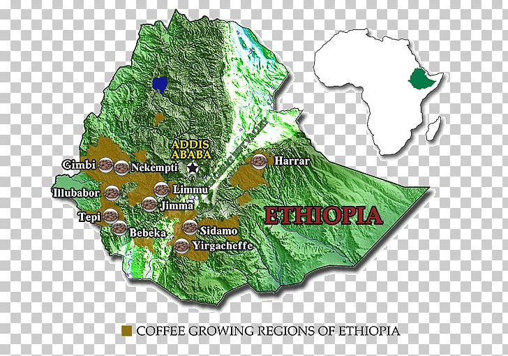 Arabica Coffee Regions Of Ethiopia Ethiopian Cuisine PNG, Clipart, Arabica Coffee, Caffe Mocha, Coffea, Coffee, Coffee Bean Free PNG Download