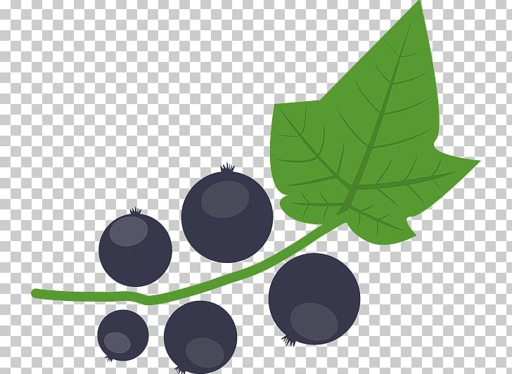 Blackcurrant Berry Redcurrant Rowan PNG, Clipart, Aronia, Berry, Blackcurrant, Blackthorn, Currant Free PNG Download
