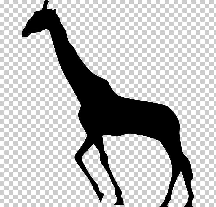 Giraffe Silhouette PNG, Clipart, Animal, Animals, Animal Silhouettes, Black And White, Cartoon Free PNG Download