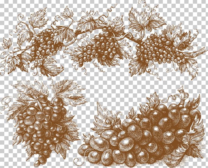 Muscadine Grape Wine PNG, Clipart, Black Grapes, Drawing, Encapsulated Postscript, Fruit, Fruit Nut Free PNG Download