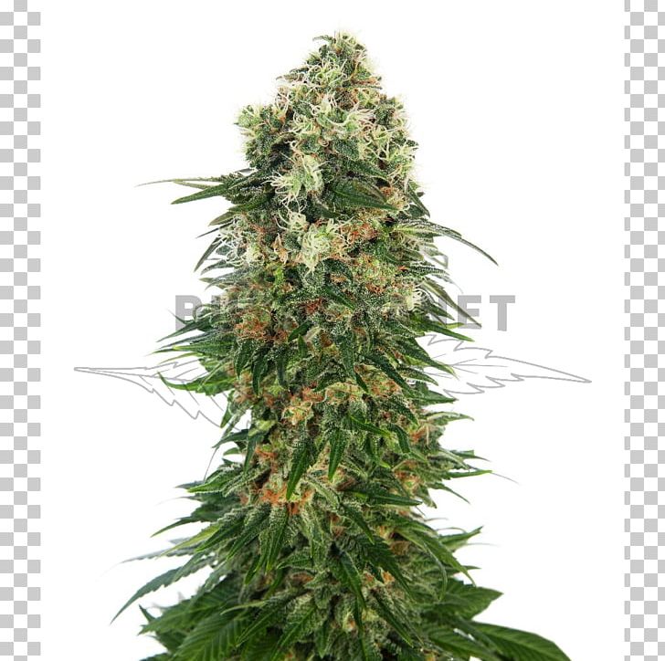 Shiva Skunk Autoflowering Cannabis Marijuana PNG, Clipart, Animals, Autoflowering Cannabis, Cannabis, Cannabis Ruderalis, Cannabis Sativa Free PNG Download