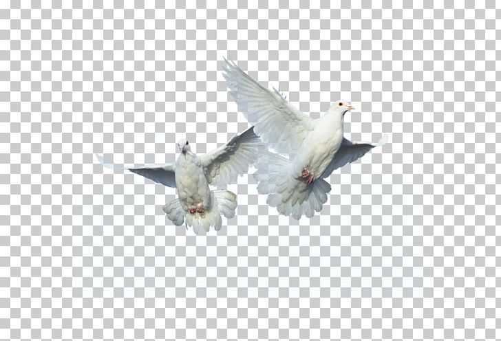 Domestic Pigeon Columbidae Bird Flight PNG, Clipart, Animals, Beak, Bird, Bird Flight, Columbidae Free PNG Download
