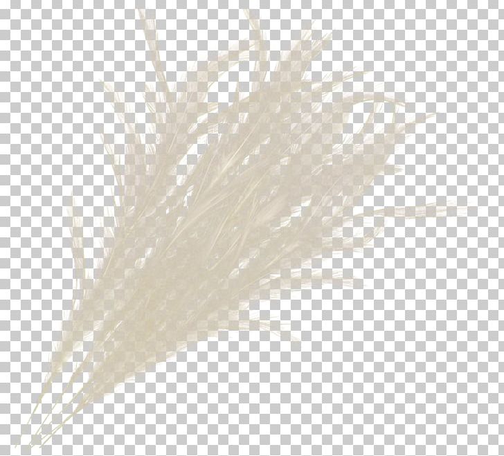 Feather Material PNG, Clipart, Animals, Feather, Grass, Material, Quill Free PNG Download