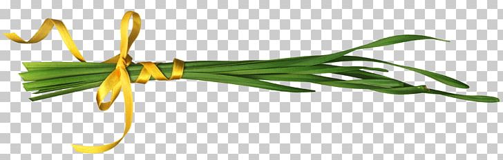 Ribbon Plant Stem Grass PNG, Clipart, Download, Flower, Gift Ribbon, Gold, Golden Ribbon Free PNG Download