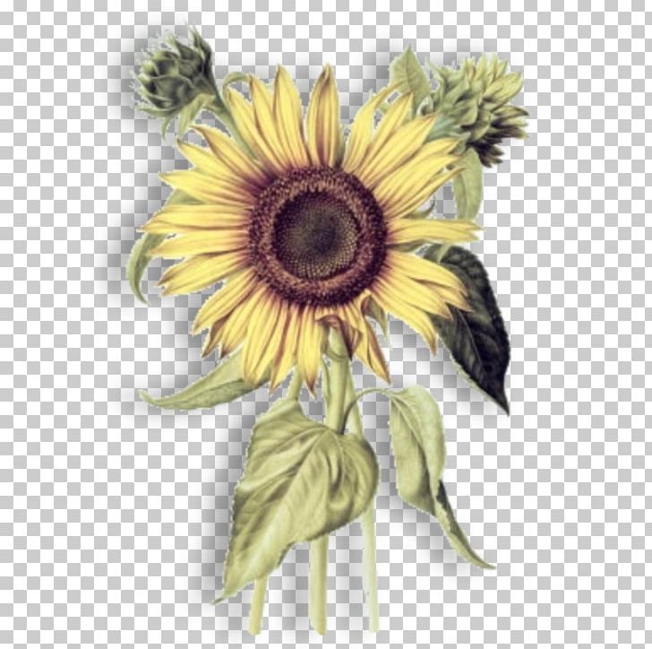 Common Sunflower Botany Botanical Illustration Drawing PNG, Clipart, Art, Botanical Illustration, Botany, Common Sunflower, Cut Flowers Free PNG Download
