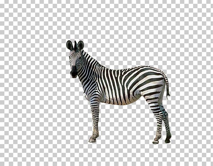 Horses Zebra Donkey PNG, Clipart, Adoption, Animal, Animals, Back, Back Ground Summer Free PNG Download