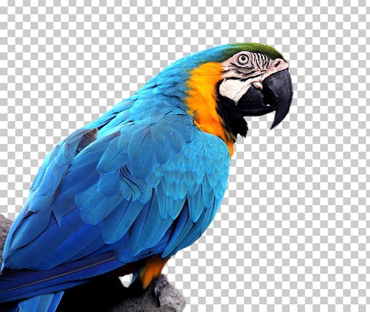 Parrot Bird Budgerigar Blue-and-yellow Macaw Hyacinth Macaw PNG, Clipart, Animals, Anodorhynchus, Baby, Beak, Bird Free PNG Download