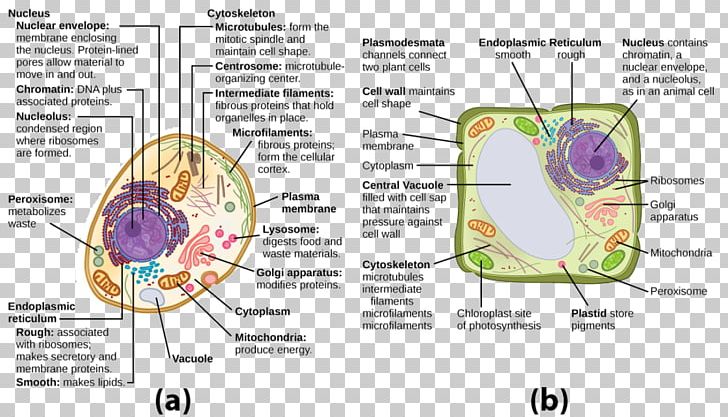 Plant Cell Cèl·lula Animal Vacuole Organelle PNG, Clipart, Animal Cell, Area, Biology, Cell, Cell Biology Free PNG Download