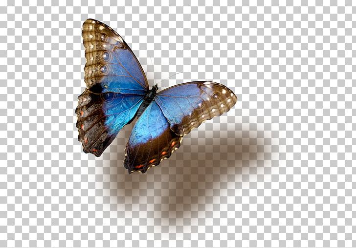 Butterfly Insect Blue Morpho PNG, Clipart, Animal, Brush Footed Butterfly, Butterflies And Moths, Butterfly, Desktop Wallpaper Free PNG Download