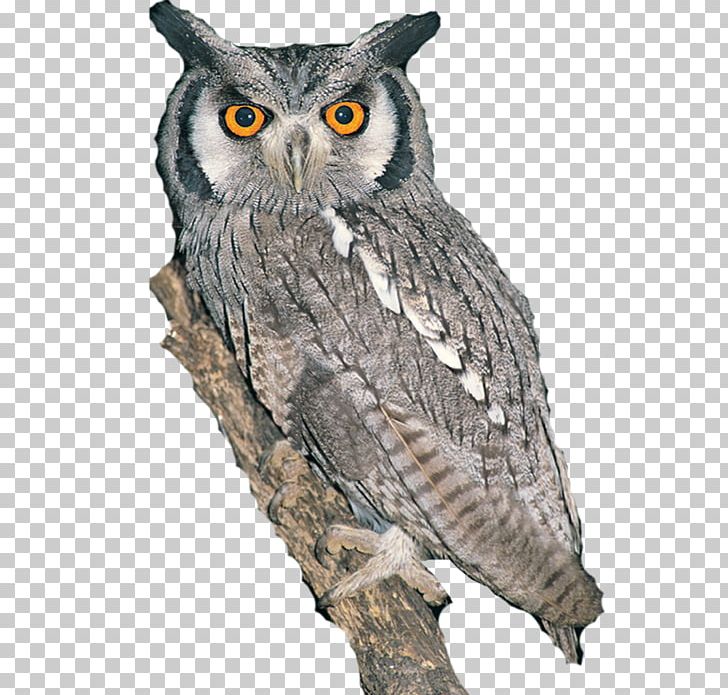Great Grey Owl Bird Photobucket Beak PNG, Clipart, Album, Beak, Bird, Bird Of Prey, Chopped Free PNG Download