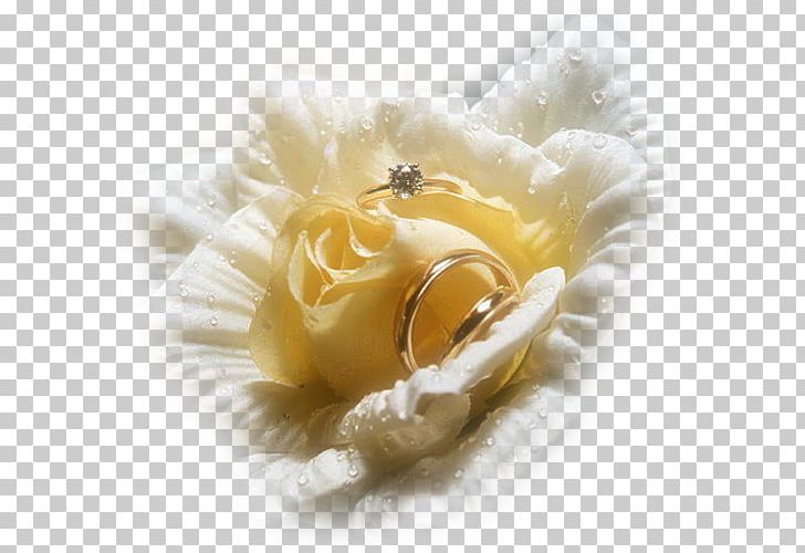 Wedding Ring Engagement Ring Bride PNG, Clipart, Bride, Cicekler, Engagement, Engagement Ring, Flower Free PNG Download