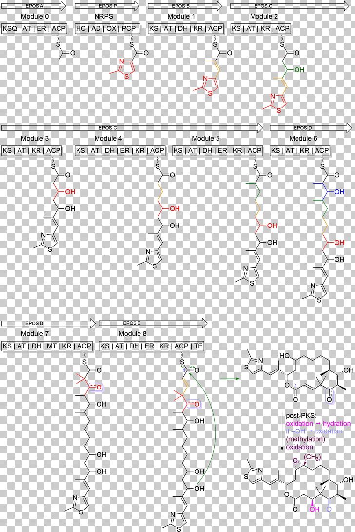 Epothilone Biosynthesis Tubulin Taxane Polyketide PNG, Clipart, Angle, Anticancer Drugs, Area, Biosynthesis, Cancer Free PNG Download