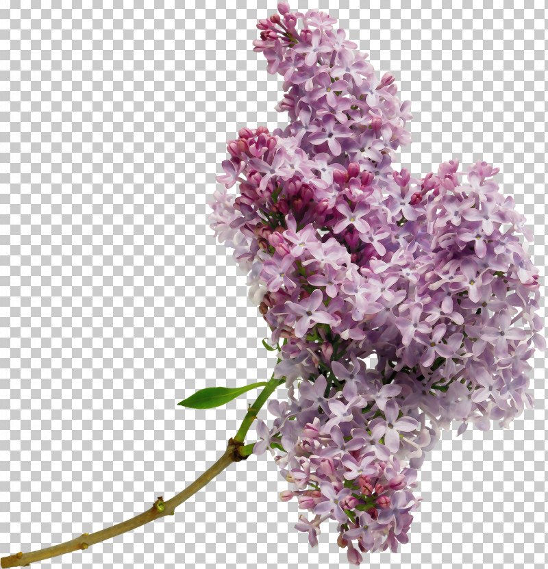 Flower Lilac Plant Lilac Purple PNG, Clipart, Branch, Buddleia, Cut Flowers, Flower, Lilac Free PNG Download