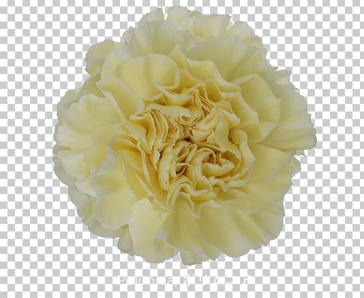 Carnation Centifolia Roses Cut Flowers PNG, Clipart, Carnation, Centifolia Roses, Colibri, Color, Cream Free PNG Download