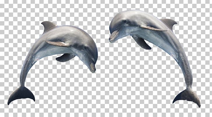 Dolphin Scalable Graphics PNG, Clipart, Animal, Animals, Beak, Common Bottlenose Dolphin, Desktop Wallpaper Free PNG Download