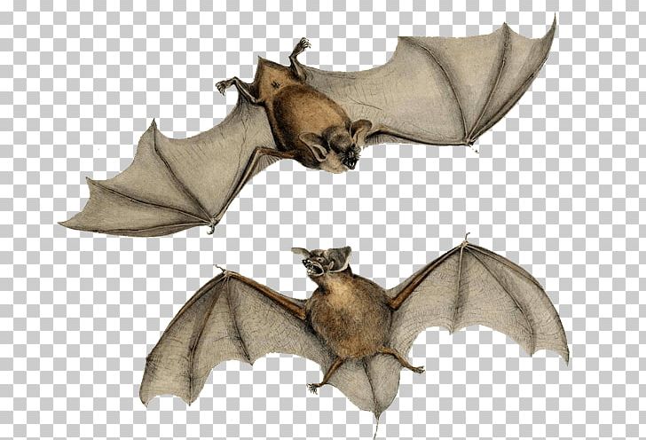 New Zealand Lesser Short-tailed Bat New Zealand Lesser Short-tailed Bat HMS Erebus Mystacinidae PNG, Clipart, Animals, Bat, Freetailed Bat, Hms Erebus, Hms Terror Free PNG Download