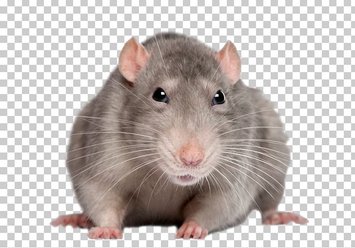 Rat PNG, Clipart, Rat Free PNG Download