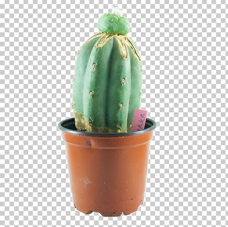 San Pedro Cactus Peyote Echinopsis Peruviana Cactaceae Vegetative Reproduction PNG, Clipart, Cactaceae, Cactus, Caryophyllales, Echinopsis Peruviana, Flower Free PNG Download